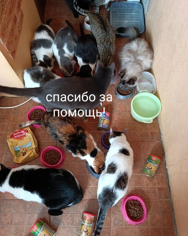kiss.tochka.ru в LOOKY. #миниприют_мытищи. Уважаемая Юлия Серге...