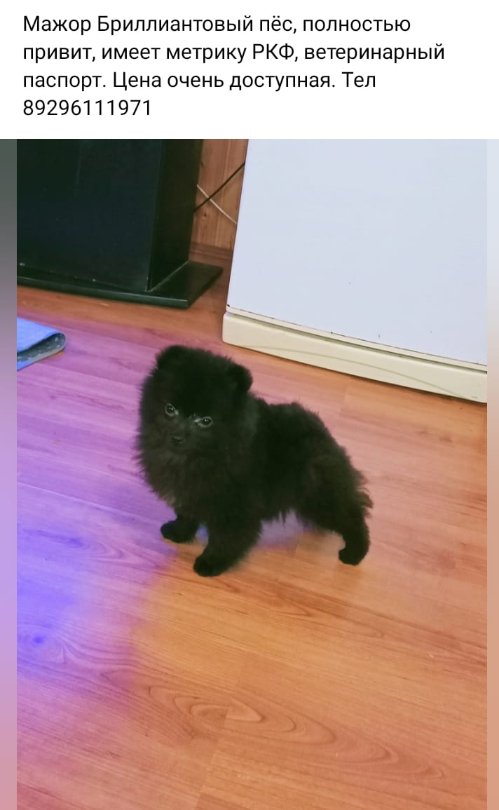 Мажорчик ищет семью 🏡