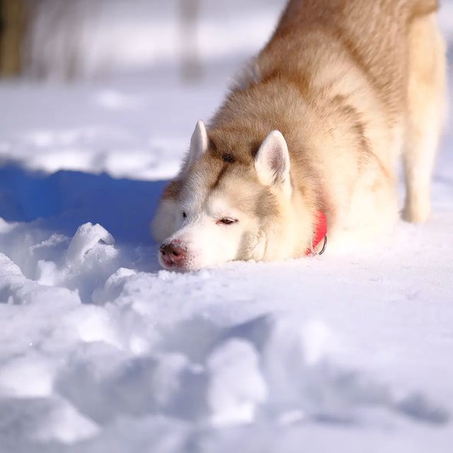 husky_easy в LOOKY. #husky,#siberianhusky,#huskyphotography,#huskygram,#huskylove,#huskylovers,#huskylovingclub,#huskylife,#allthingshusky,#instahusky,#huskyofinstagram,#huskypics,#huskiesreq,#huskiesofinstagram,#huskyrussia,#dogsofinstagram,#igcutest_animals,#ilovehusky,#justhuskies,#bestwoof,#dog_features,#dogs_of_world,#dogphotography,#excellent_dogs,#хаски,#хаскифото. Tired

#husky #siber...