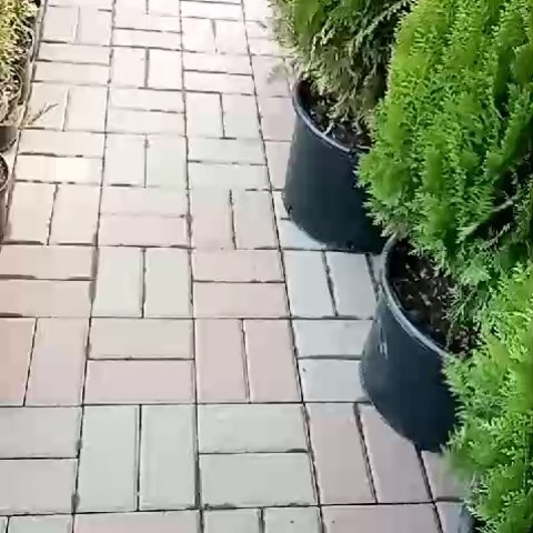 Виктория в LOOKY. . Туя Аурея Нана в нал...