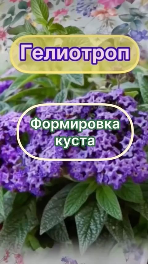 my_garden_every_day в LOOKY. #гелиотроп,#гелиотропморскойбриз,#гелиотроподисей,#сад,#садогород,#садогороддача,#саженцы,#саженцыклематисов,#саженцырастений,#саженцыназаказ,#саженцыгортензий. 🟣🟡Гелиотроп🟡🟣 од...