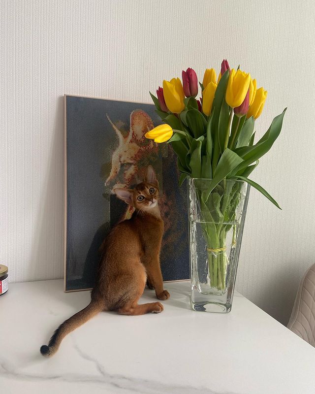 golden_panther_louis в LOOKY. #абики,#абисинскаякошка,#котята,#лучшиекошки,#питомниккошек,#абиссинец,#коты,#котэ,#котики,#люблюнемогу,#котикиправятмиром,#abyssinian,#abyssiniancat,#abyssiniankitten,#kittensofinstagram,#catsofinstagram,#cats,#beauty,#top,#supercat,#bestcats,#wcf,#topcat. Такая нежная Аделин�...