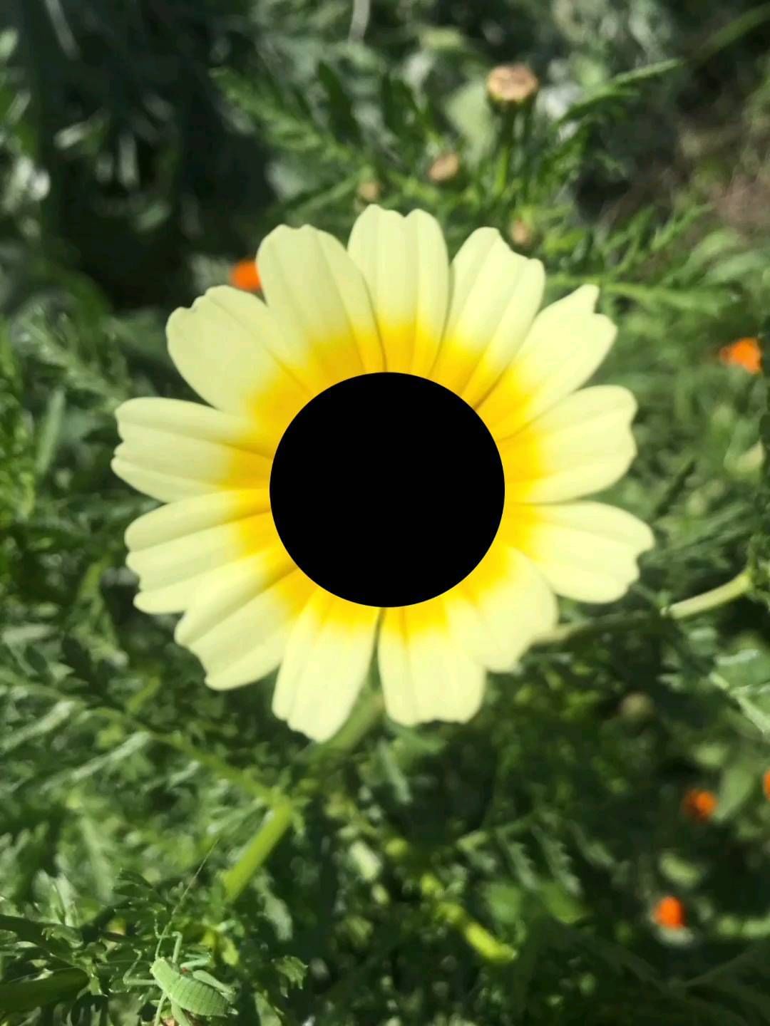 mahomed102 в LOOKY. #tiktok. #tiktok