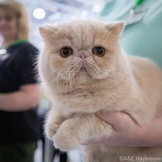 mycatgrooming в LOOKY. . null
