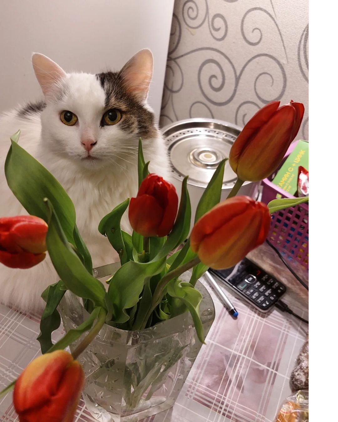 maria_musya.i.marusya.cats в LOOKY — фото 1