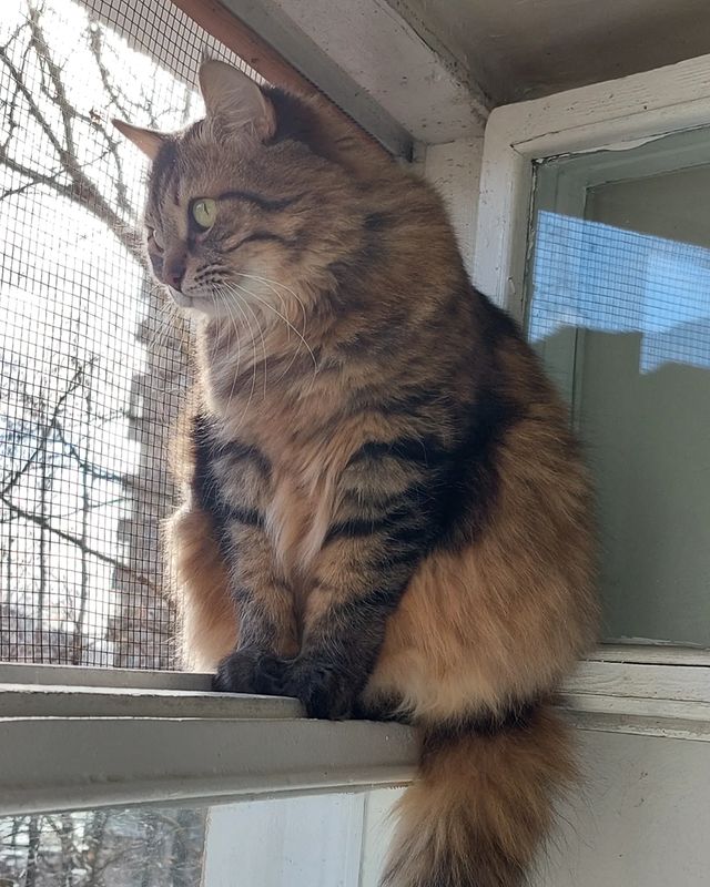 maria_musya.i.marusya.cats в LOOKY. #маруся,#марусечка,#кошканаокошке,#кисулямоя,#котикитакиекотики,#безкотаижизньнета,#котеечка. Птички весенние, я в...