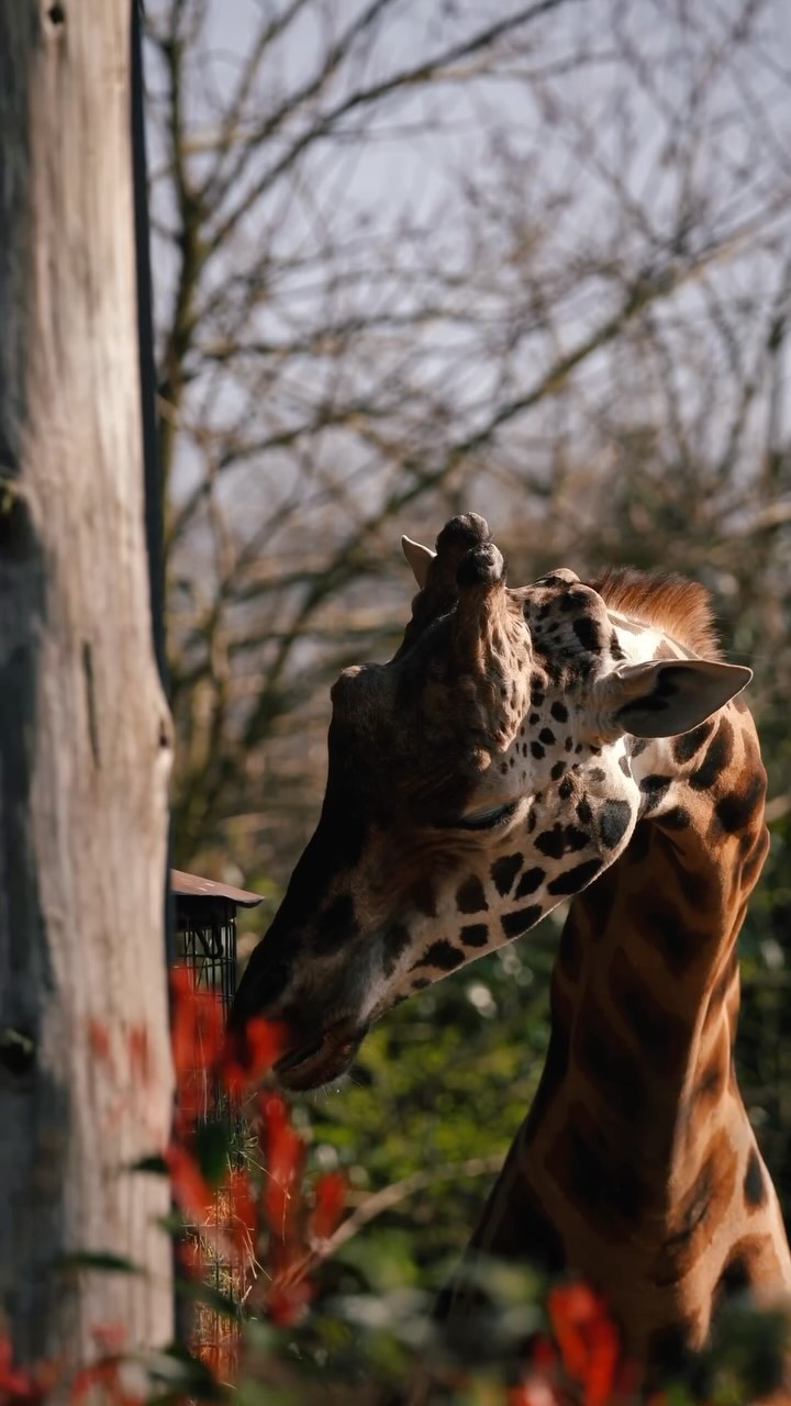 pasharocket в LOOKY. #giraffe,#natgeoyourshot,#giraffes,#wildanimals. Чем больше снимаю жи...