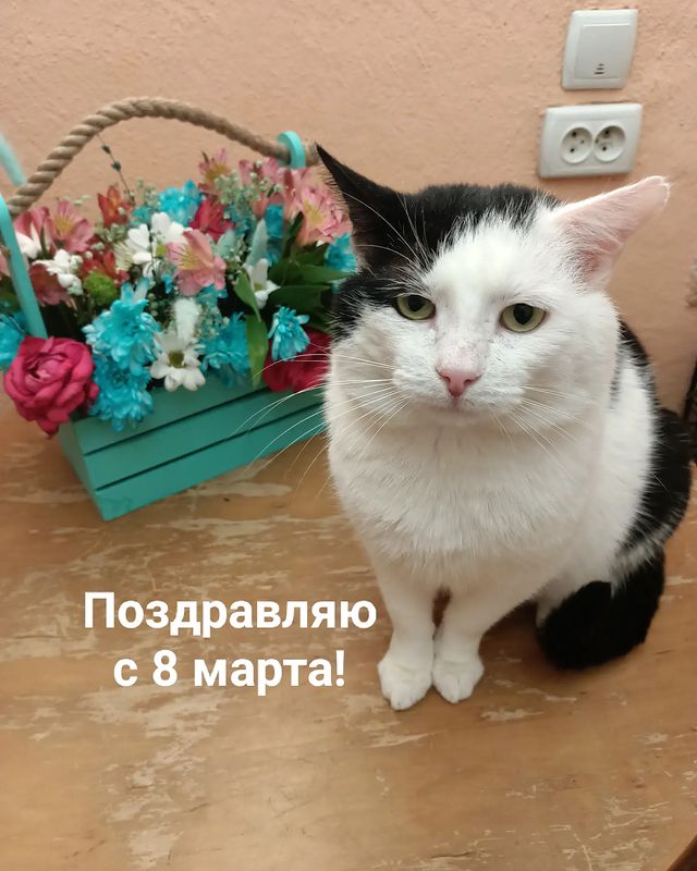 kiss.tochka.ru в LOOKY. #миниприют_мытищи. Милые девочки, девуш...