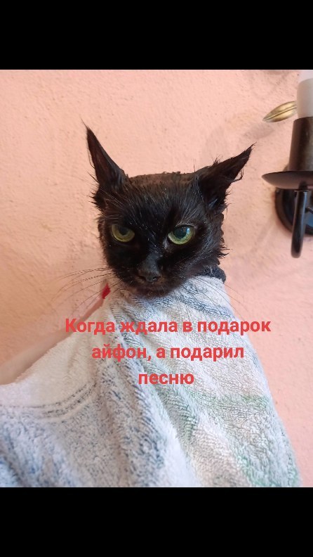 kiss.tochka.ru в LOOKY. #миниприют_мытищи. Это Галя ( Галюха ) ...