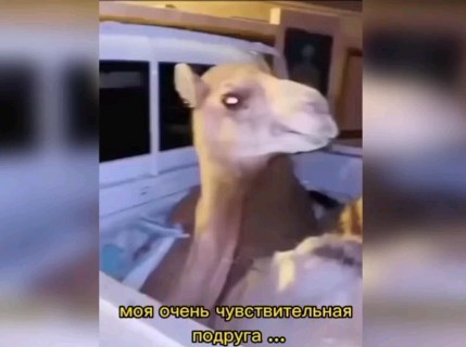 smehinka_g9 в LOOKY. . null