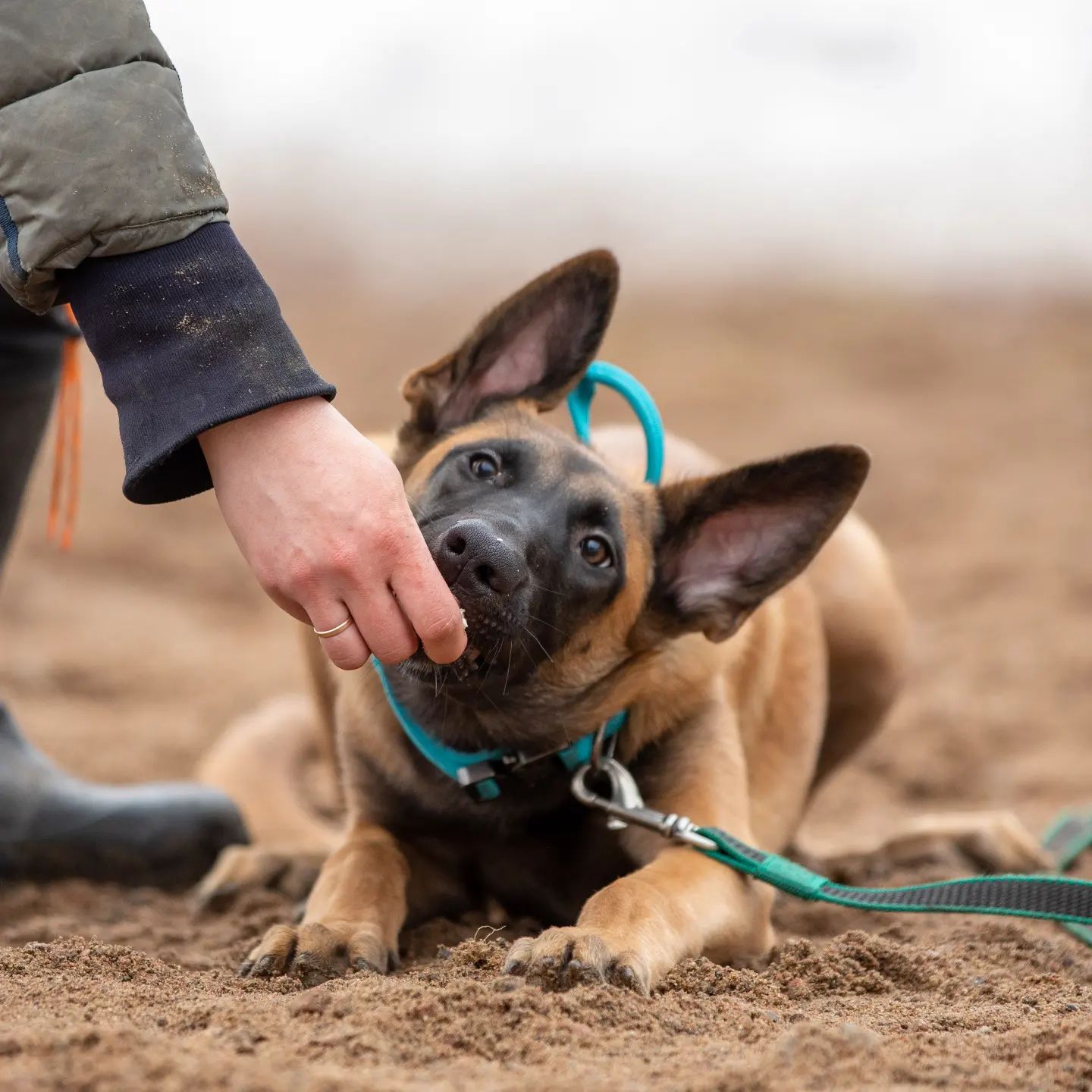 bikej_dogs94 в LOOKY. . Толковый видос пока ...