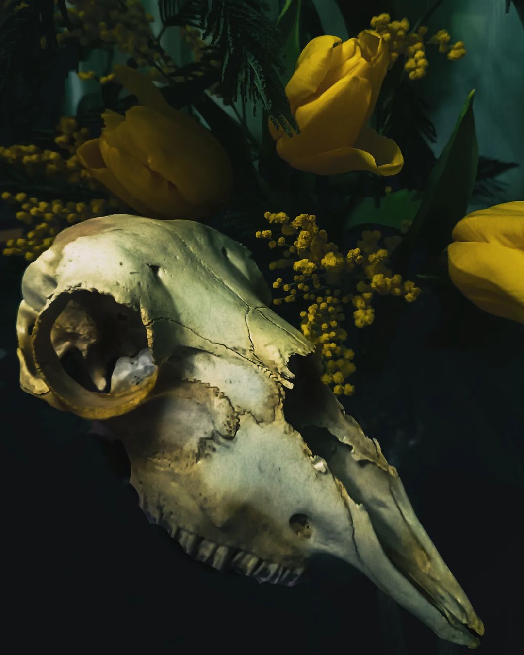 #taxidermy #photo #flowers