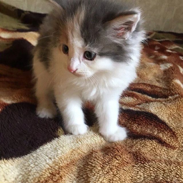СЧАСТЬЕ  вдобрыеруки в LOOKY. #помощьживотным,#нужендом,#вдобрыеруки,#кошкаищетдом,#кошка,#cat,#собака,#срочно,#отдамвдобрыеруки,#доброедело,#кошкавдобрыеруки,#нужнапомощь,#бездомныеживотные,#ищетдом,#благотворительность,#помощьсобакам,#щенки,#собакадругчеловека,#помощьбездомнымживотным,#приют,#помощьбездомнымсобакам,#верныйдруг,#помощь,#деньстольника,#смирупонитке,#приютдляживотных,#помогиприюту. 3 котенка: 2 мальчик...