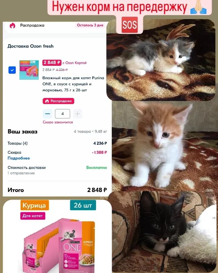 СЧАСТЬЕ  вдобрыеруки в LOOKY — 3 котенка: 2 мальчика (черный и рыжий) и 3-х цветная девочка