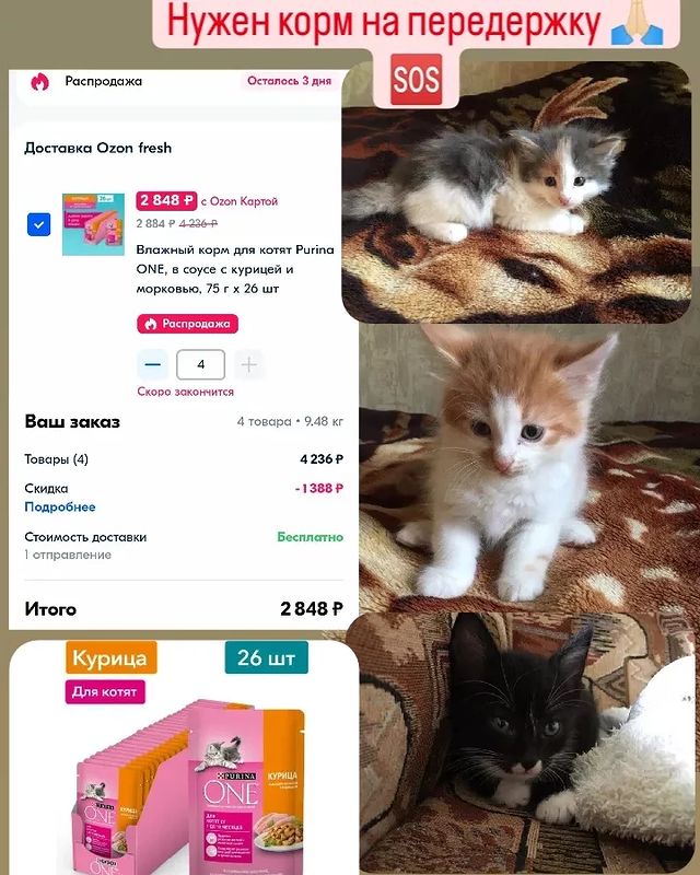 СЧАСТЬЕ  вдобрыеруки в LOOKY. #помощьживотным,#нужендом,#вдобрыеруки,#кошкаищетдом,#кошка,#cat,#собака,#срочно,#отдамвдобрыеруки,#доброедело,#кошкавдобрыеруки,#нужнапомощь,#бездомныеживотные,#ищетдом,#благотворительность,#помощьсобакам,#щенки,#собакадругчеловека,#помощьбездомнымживотным,#приют,#помощьбездомнымсобакам,#верныйдруг,#помощь,#деньстольника,#смирупонитке,#приютдляживотных,#помогиприюту. 3 котенка: 2 мальчик...
