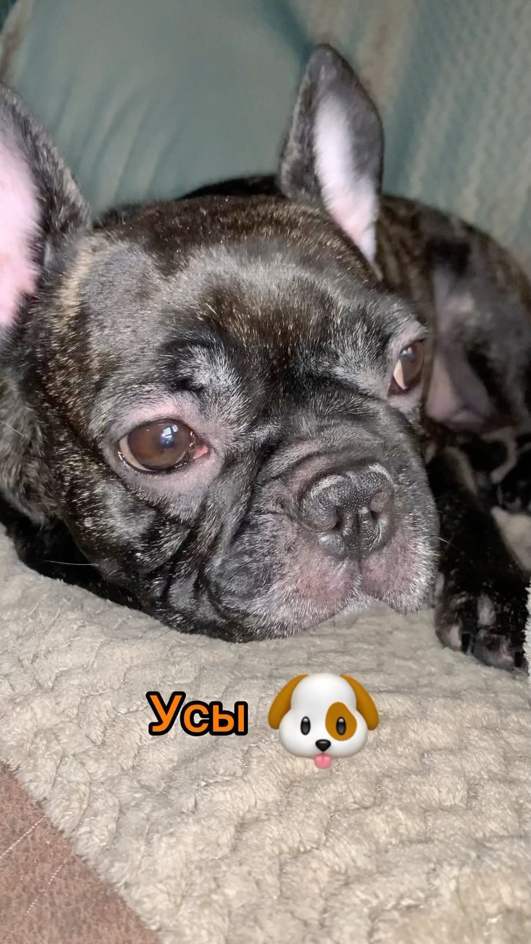 _bulldog__family_ в LOOKY. . Шанечка 🩷