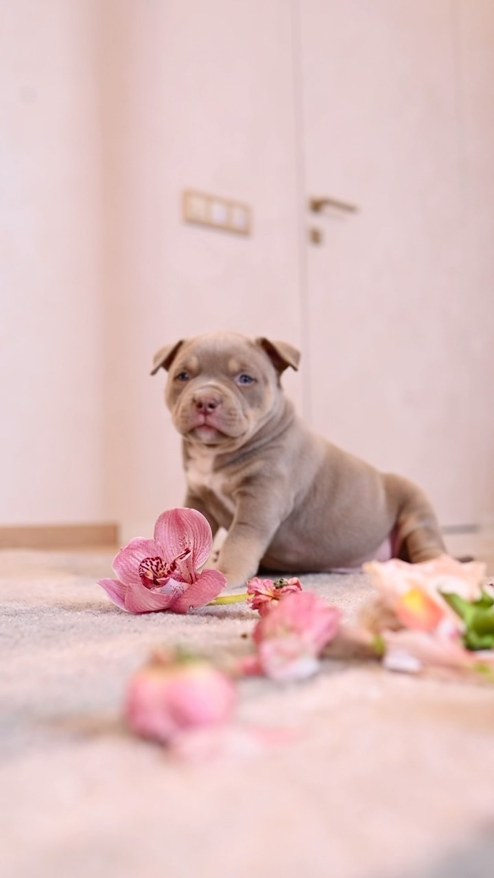 antreabulls в LOOKY. #американскийбулли,#щенок,#щенкипродажа,#собака,#амбулликупить,#americanbully,#ambully_russia,#ambully,#амбулливроссии. Шикарный парень Тита...