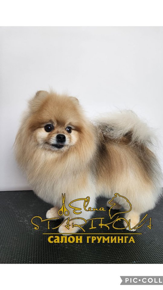 groomer_ufa_ в LOOKY. #шпиц,#грумингшпица,#померанскийшпиц,#стрижкасобакуфа,#салонстрижекживотных,#зоосалонуфа,#уфа,#салонуфа,#еленастарикова,#грумерелена,#elenastarikova,#groomerelena,#shpitz. Красотка к весне гот...
