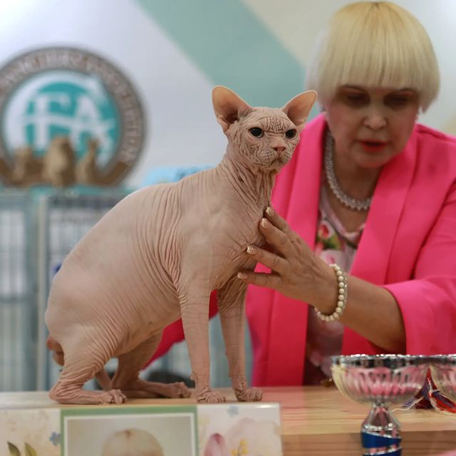 sphynx_shococats в LOOKY. . Ванечка на столе у э...
