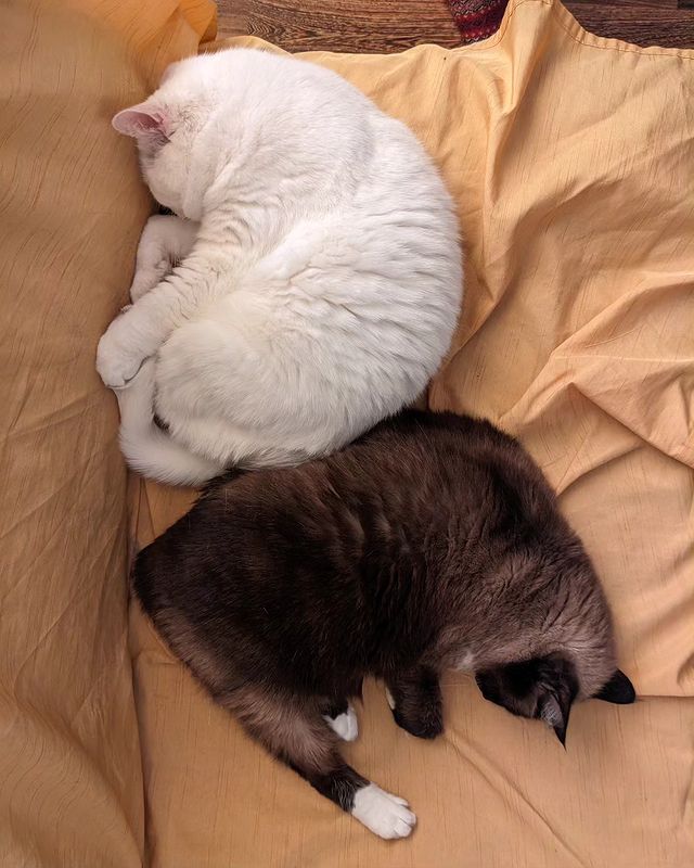 oberegan в LOOKY. #котики,#cats. Котики 😺
#котики #c...