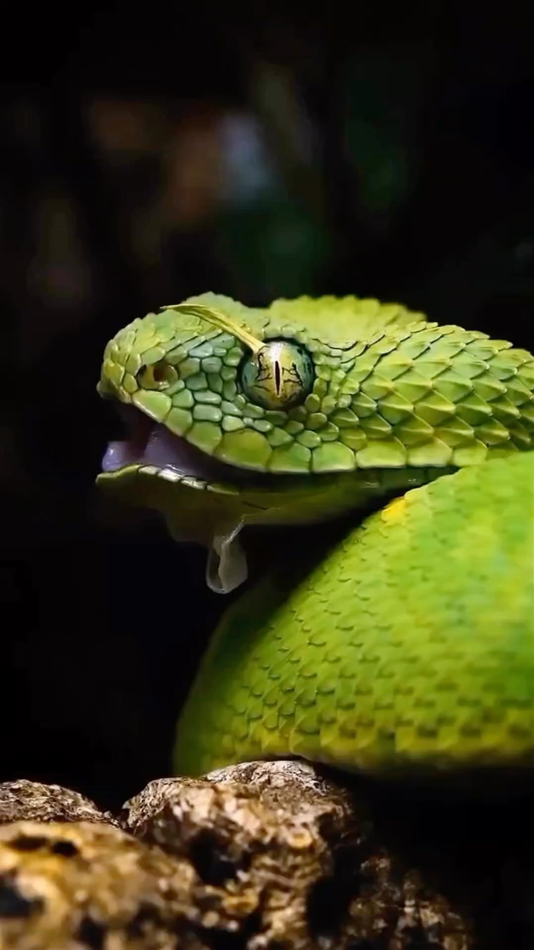 elenavasileva1967 in LOOKY. . 🐍Как ни ласкай змею...
