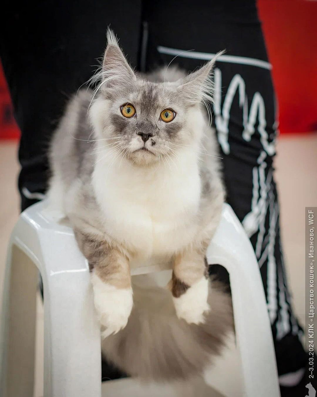 maine_coon_fengshui в LOOKY — фото 10