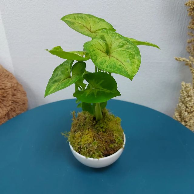 ushastyk в LOOKY. . Кокедама во плоти