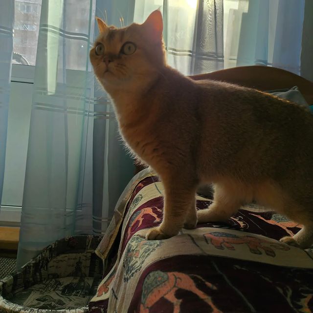 kutarodze в LOOKY. . null
