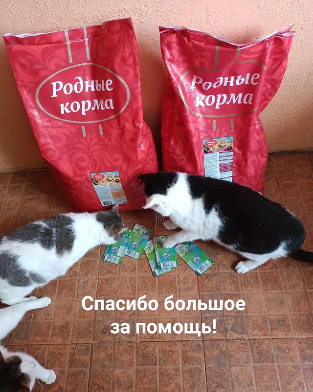 kiss.tochka.ru в LOOKY. #миниприют_мытищи. Уважаемая Виктория Д...