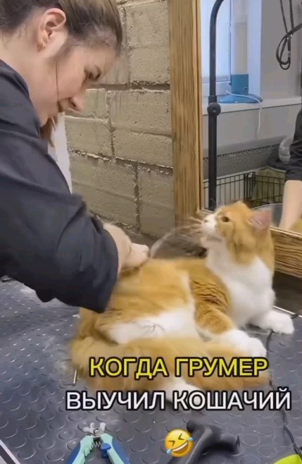 smehinka_g9 в LOOKY. #кошачий#стрижка#смешно#кот#кошка#шерсть. #кошачий#стрижка#сме...