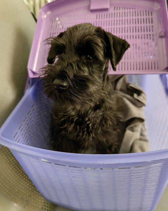 skillwaykennel в LOOKY. #щеночек,#щенкицвергшнауцера,#щенкицверга,#цвергшнауцерылучшиесобаки,#цверги,#цвергшнауцерырулят,#цвергчерный,#цвергшнауцер,#skillwaykennel. Skillway Riviera
Дев...