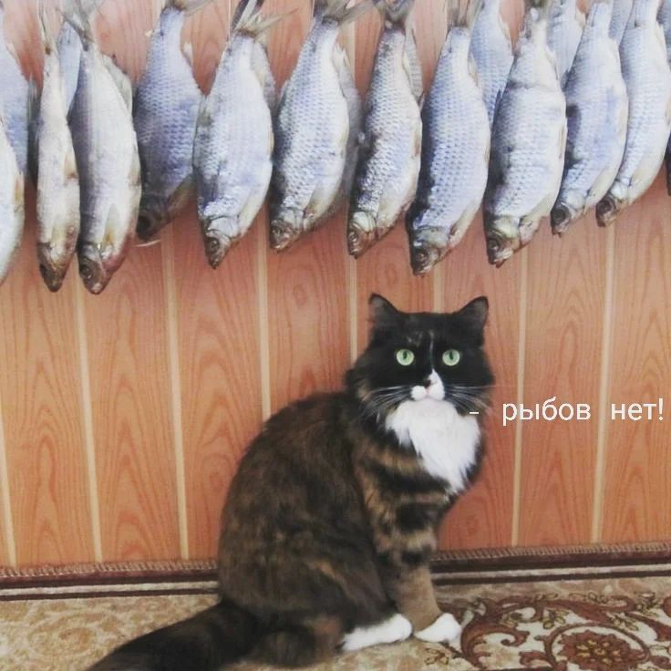 happypetsallworld в LOOKY — публикация