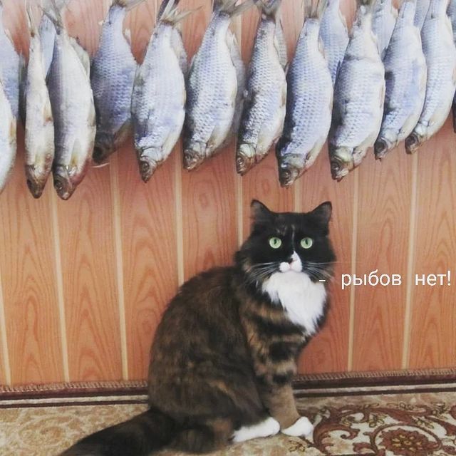 happypetsallworld в LOOKY. . null