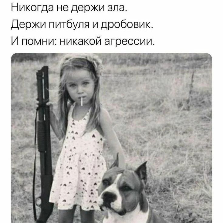 happypetsallworld в LOOKY — Милые котики @dobroeserdce_kld