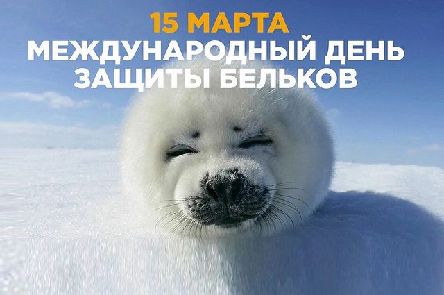 nik_dubinskiy.official в LOOKY. #животные,#бельки,#милота,#дикиеживотные,#бельки,#весна. 15 Марта Международн...
