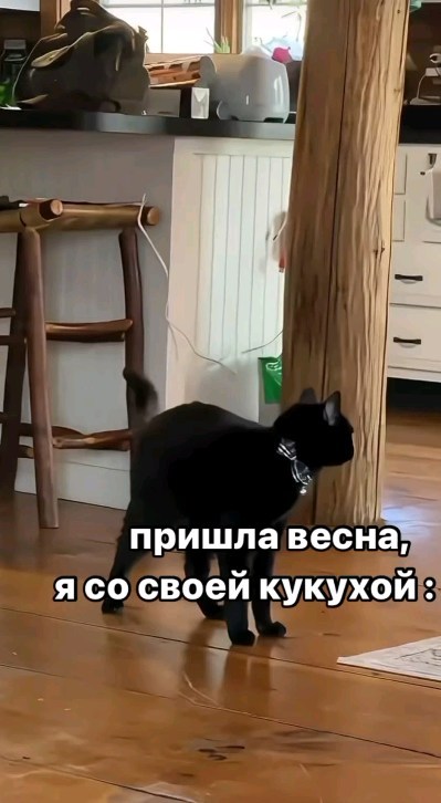 smehinka_g9 в LOOKY. #смешныеживотные. #смешныеживотные