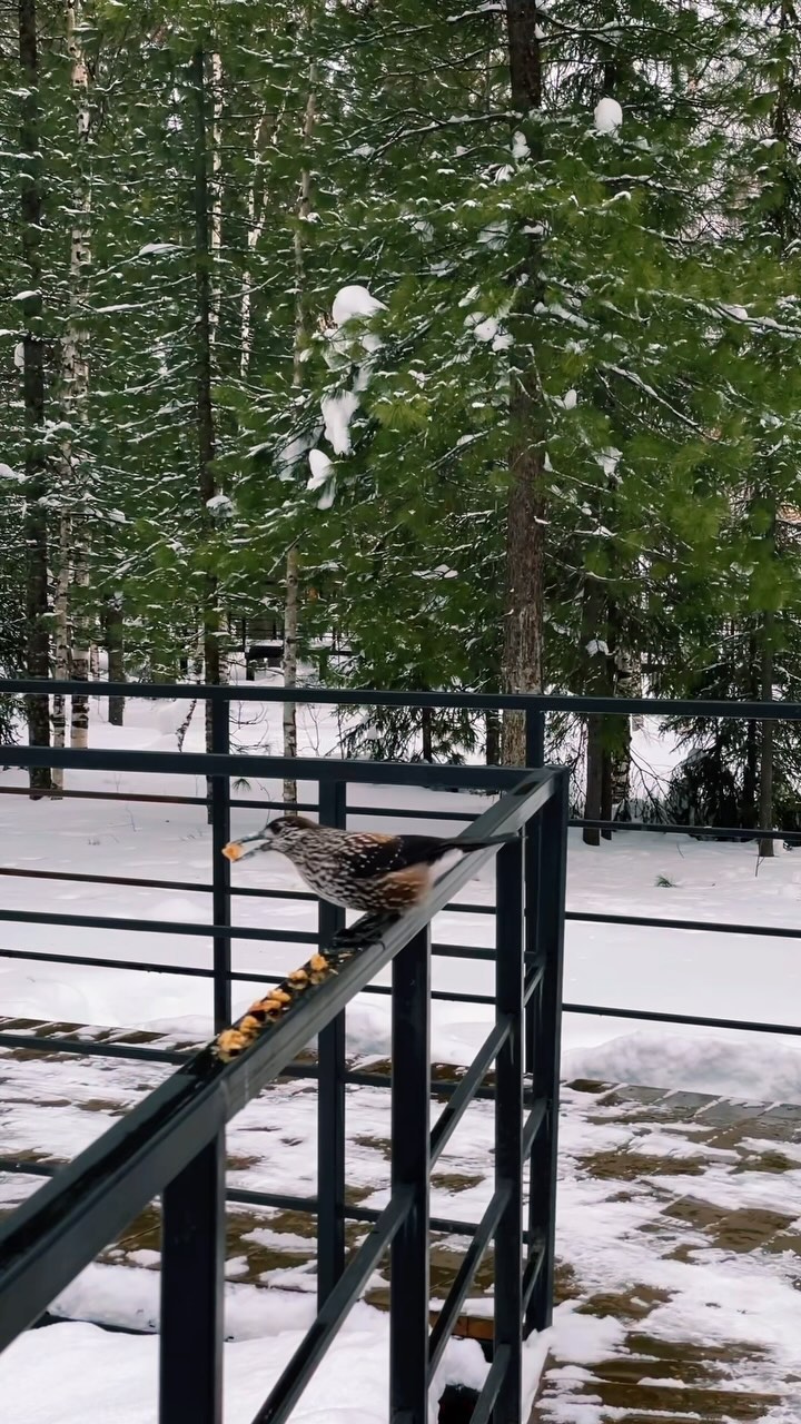 migal.aa в LOOKY. . Как мы кедровок орех...