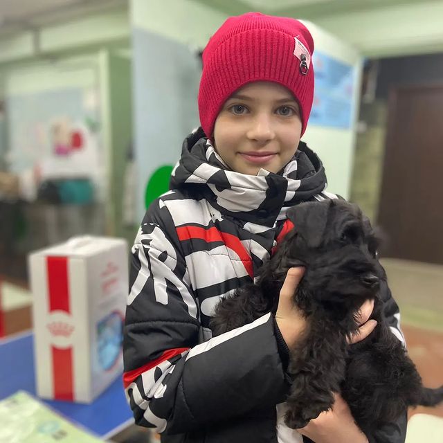 skillwaykennel в LOOKY. #цвергшнауцерылучшиесобаки,#цверги,#цвергшнауцер,#цвергчерный,#цвергчерный,#щеночек,#щенкицверга,#щенкицвергшнауцера,#skillwaykennel. Skillway  Yuffa Prim...
