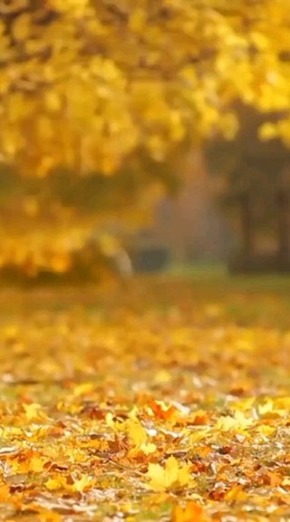 hostinghaas в LOOKY. . null