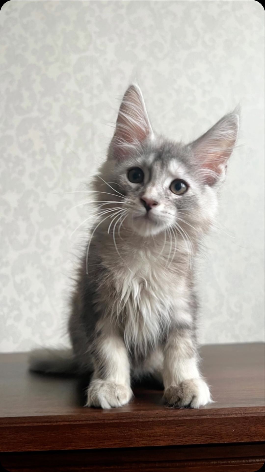 maine_coon_fengshui в LOOKY. . Готовы к переезду .