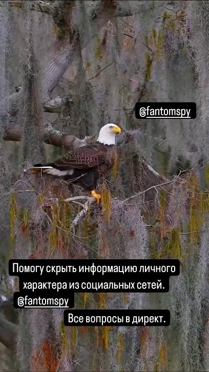 fantomspy в LOOKY. . null