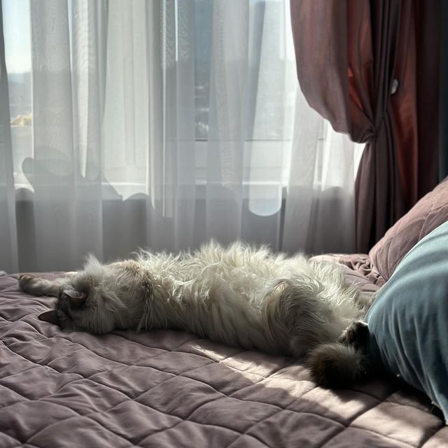 start.411 в LOOKY. #котобормот😺,#безкотажизньнета❤️,#костаграм. Трудо выебудни кота,...
