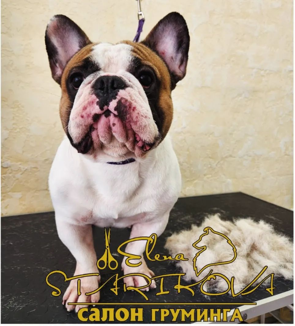 groomer_ufa_ в LOOKY — Очаровательный мужчина посл СПА-процедур🥰
Записывайте Ваших