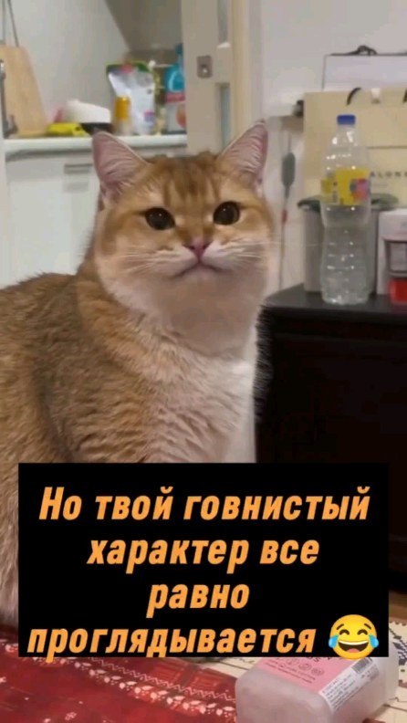 rusmedved312 в LOOKY. #shorts,#tiktok,#приколы,#юмор. 💢 Ты знаешь кому от...