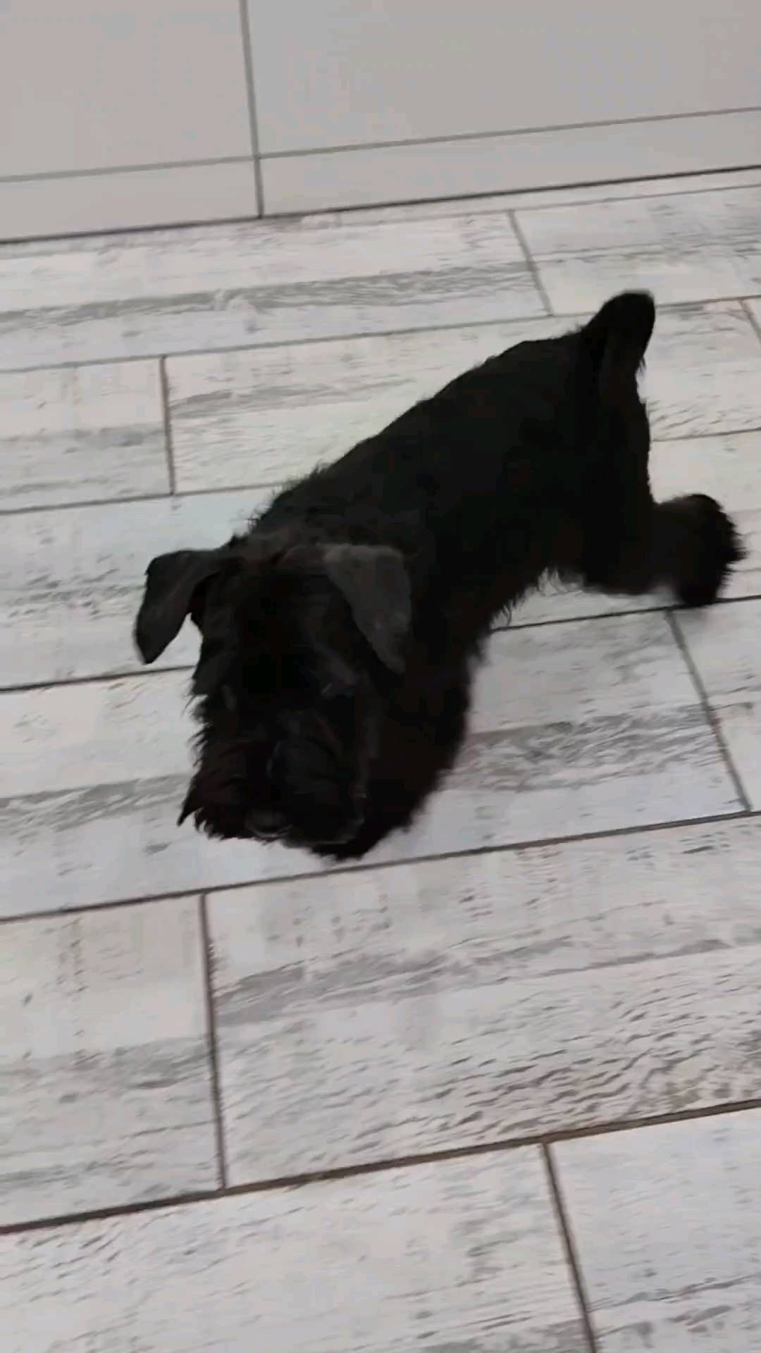 skillwaykennel в LOOKY. #щеночек,#продажащенят,#цвергшнауцер,#цверги,#skillwaykennel. 🔥Мальчишка ждет сво...