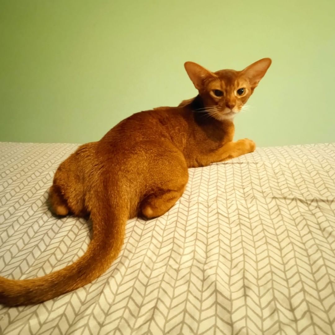 abyssinian_wildaby в LOOKY — фото 2