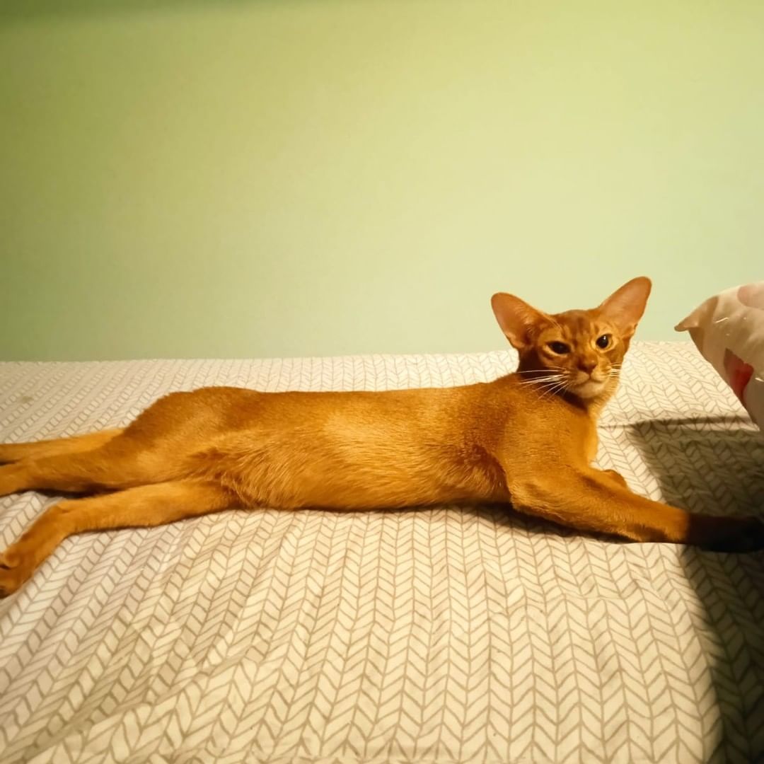 abyssinian_wildaby в LOOKY — фото 3