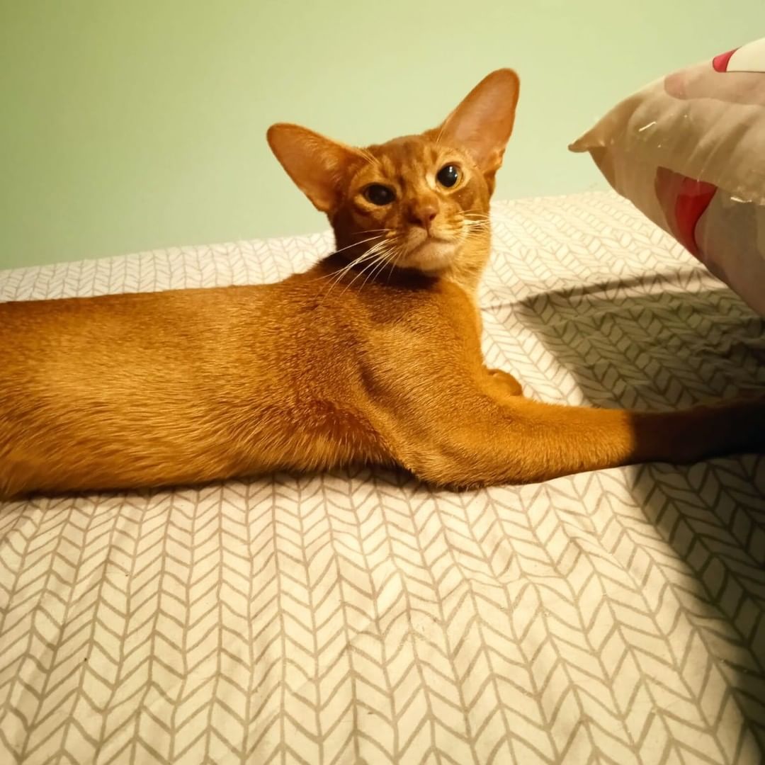 abyssinian_wildaby в LOOKY — фото 4