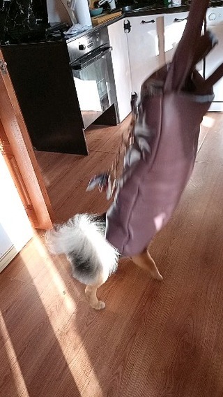 diamonddog_klin в LOOKY. . Вот такой малыш из С...