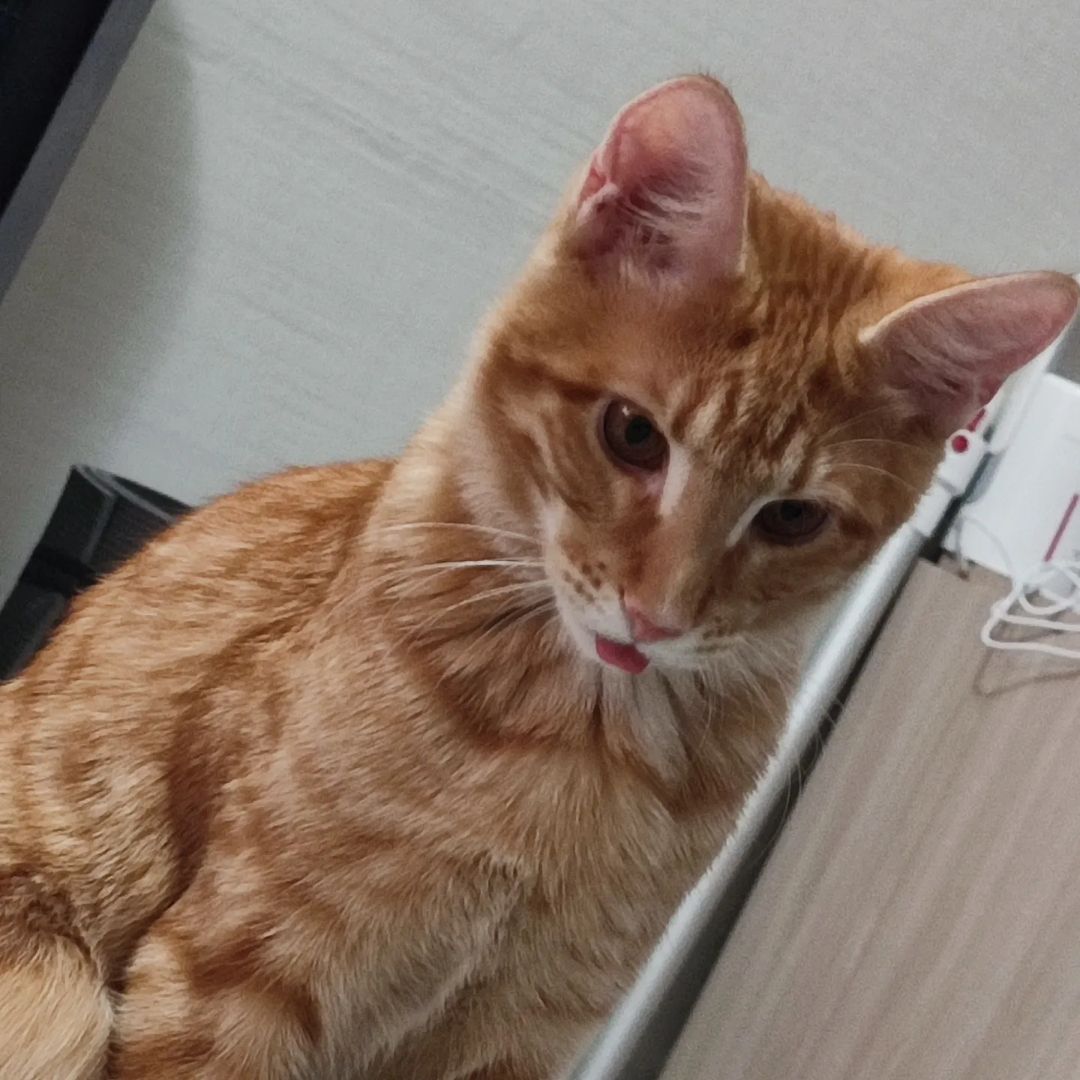 purpurny_dvizh в LOOKY — Гектор, моя смешная бусинку, мой второй сынок 😽